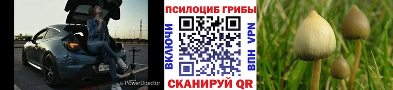 что такое наркотик  кракен зеркало  Псилоцибиновые грибы Cubensis  Нефтекумск 